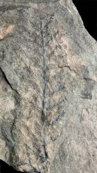 Asterophyllites charaeformis